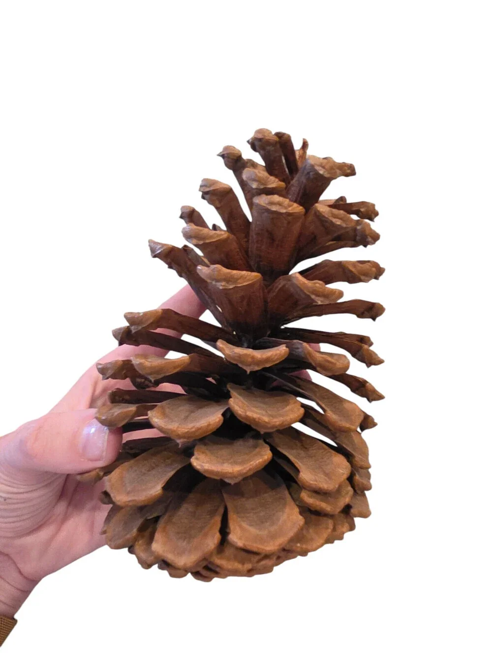 N/A large longleaf